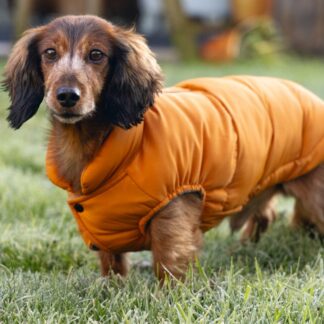Beeztees Jas Wisti Oranje