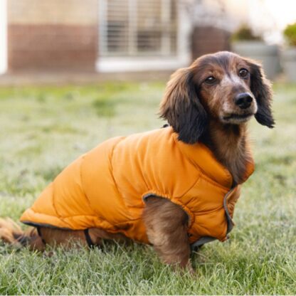 Beeztees Jas Wisti Oranje - Afbeelding 2