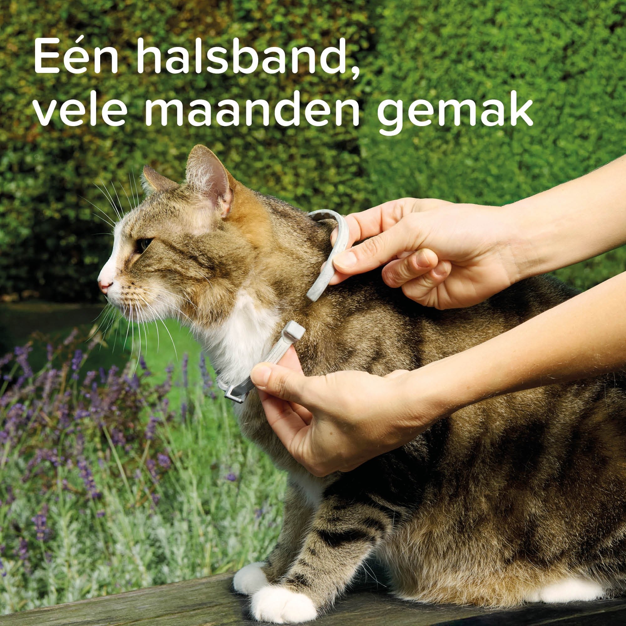 Beaphar Medicinale Halsband Kat 1st - Afbeelding 4