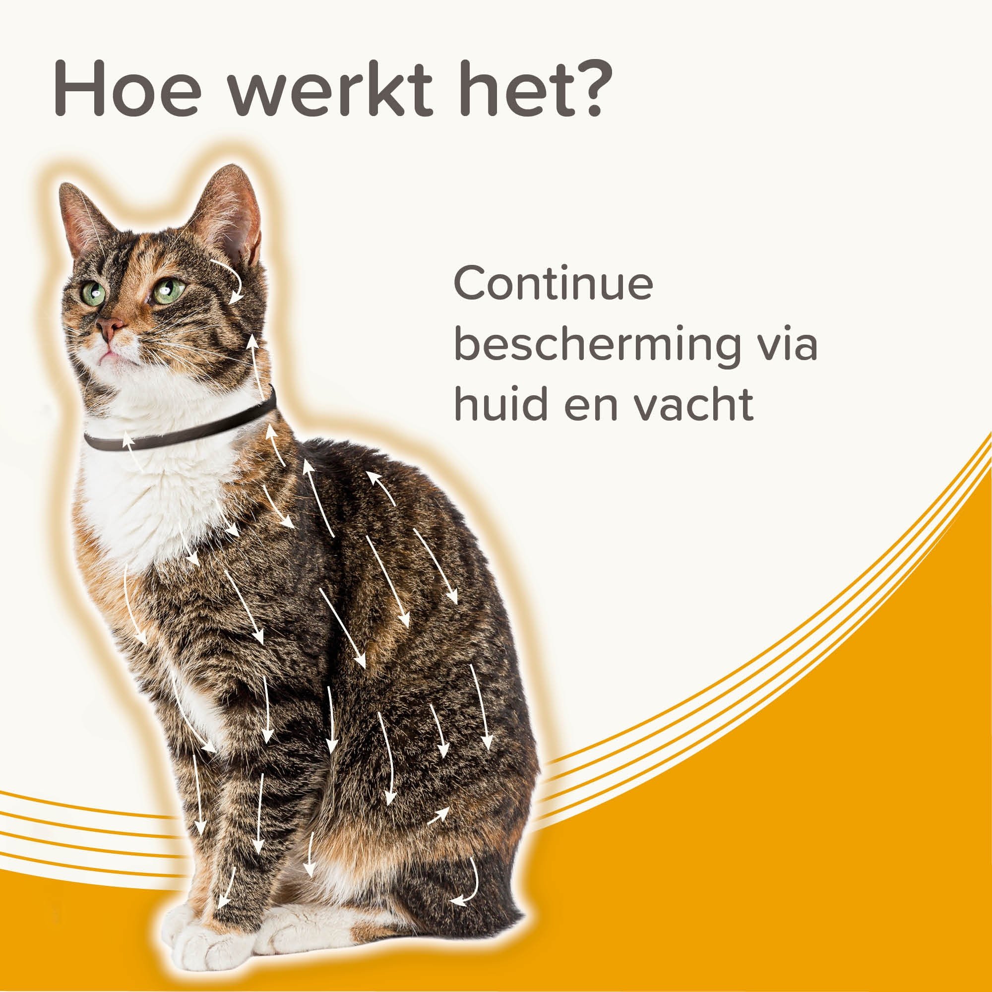 Beaphar Medicinale Halsband Kat 1st - Afbeelding 6