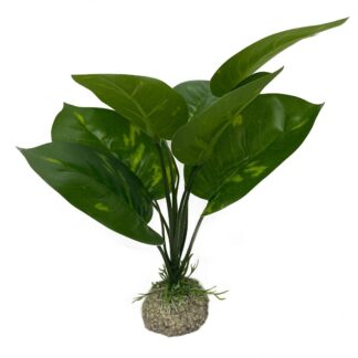 Anubias Groen Kunst